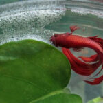 Cara Budidaya Ikan Cupang - Dzargon