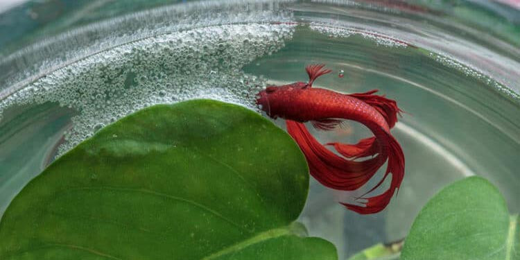 Cara Budidaya Ikan Cupang - Dzargon