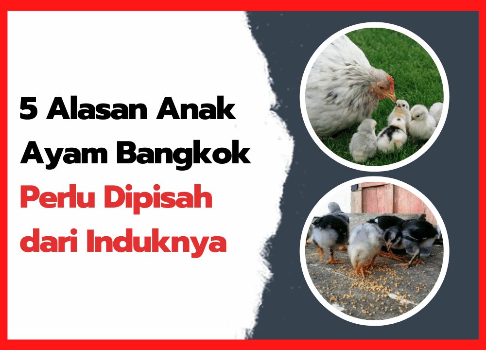 Ada Yang Tau Cara Mencegah Indukan Kenari Memakan Telurnya Sendiri?# ...