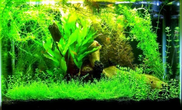 5 Tanaman Air Terbaik Sebagai Media Sembunyi Betina Saat Pemijahan