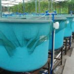 Perbedaan Garam Ikan dan Garam Krosok - Pura Indonesia