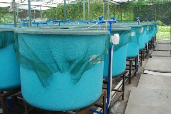 Apakah Perlu Menggunakan Garam Ikan Di Wadah Breeding?