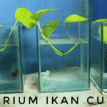 Cara Budidaya Ikan Cupang – Suka Ikan