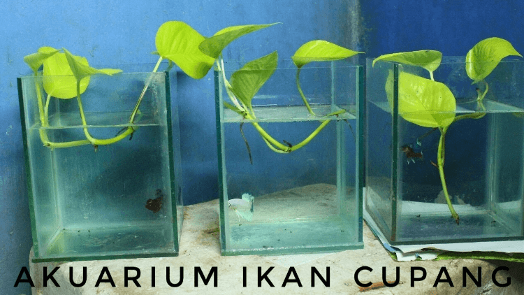 Cara Budidaya Ikan Cupang – Suka Ikan Cara Budidaya Ikan Cupang – Suka Ikan