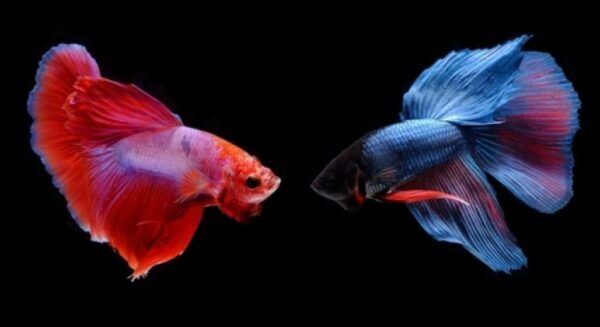 Apa Yang Harus Dilakukan Tepat Setelah Cupang Selesai Kawin?