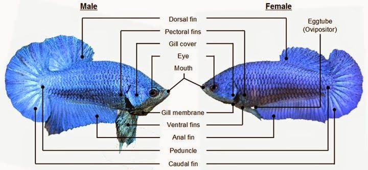 Perbedaan Ikan Cupang Jantan dan Betina - Rumah Betta / Cupang Pekanbaru Perbedaan Ikan Cupang Jantan dan Betina - Rumah Betta / Cupang Pekanbaru