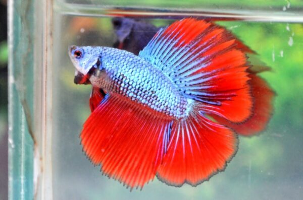 Cara Menangani Telur Yang Jatuh Atau Rusak Dari Sarang Busa