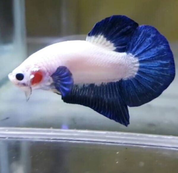 Ciri-Ciri Indukan Jantan Cupang Berkualitas Super Untuk Breeding