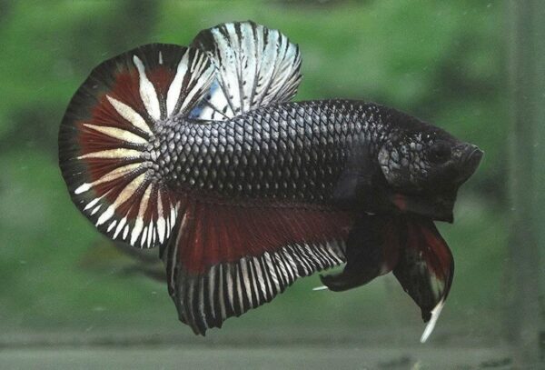 Ciri-Ciri Telur Cupang Yang Subur (Fertil) Vs Tidak Subur (Infertil/Zonk)