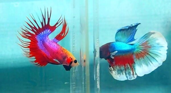 Kapan Waktu Terbaik Menyatukan Indukan Jantan Dan Betina?