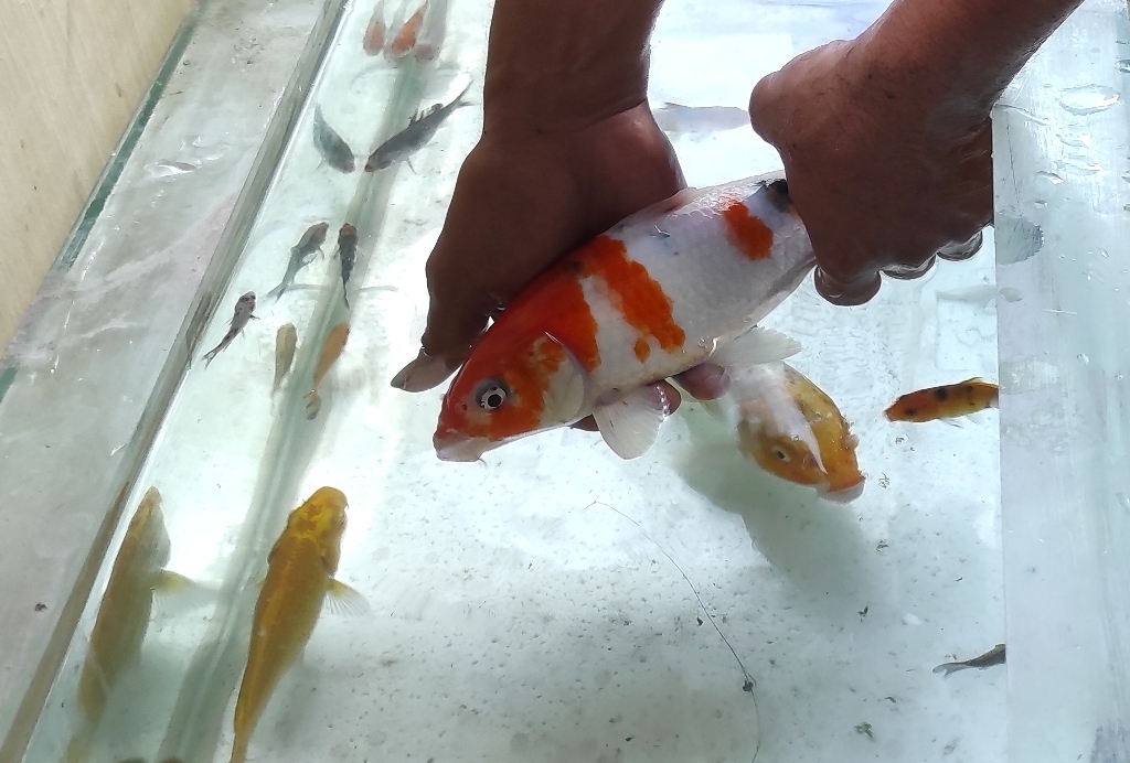 ABIS SELESAI ANGKAT INDUKAN IKAN CUPANG DARI JAGA BURAYAK. Shorts - YouTube ABIS SELESAI ANGKAT INDUKAN IKAN CUPANG DARI JAGA BURAYAK. Shorts - YouTube