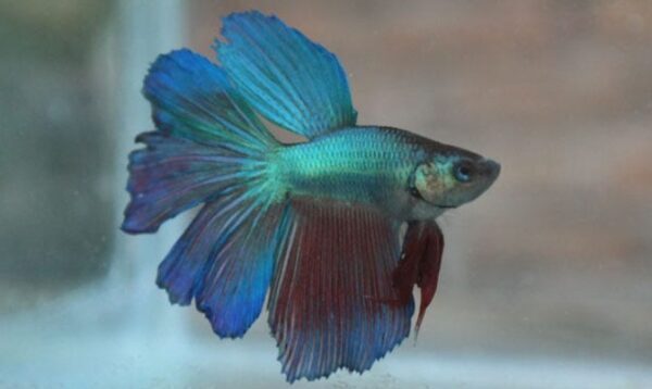 Mengapa Indukan Jantan Memakan Telurnya Sendiri? (Penyebab & Solusi)