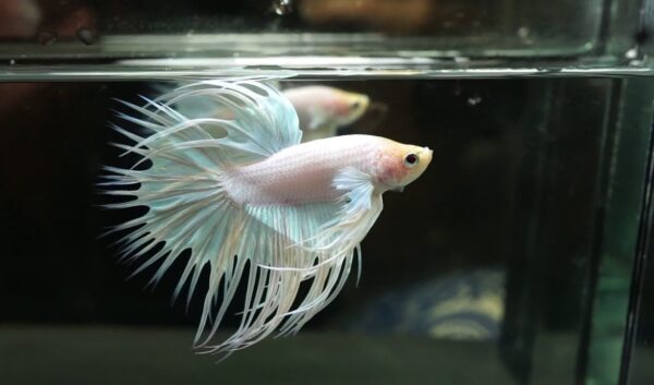 Penyebab Indukan Jantan Tidak Mau Membuat Sarang Busa