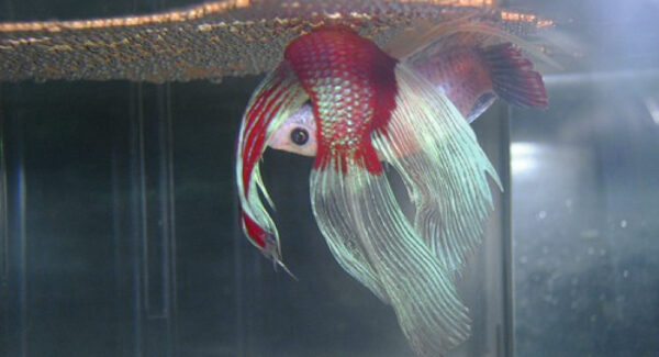 Memahami Proses Pemijahan (Kawin) Ikan Cupang Dari Awal Sampai Selesai