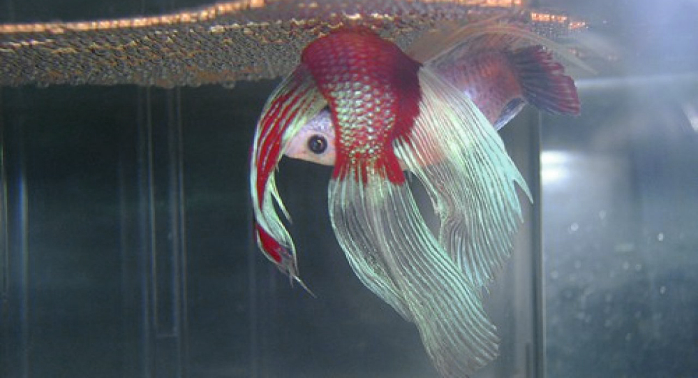 Mudah untuk Dilakukan, Simak Cara Membedakan Ikan Cupang Jantan dan ... Mudah untuk Dilakukan, Simak Cara Membedakan Ikan Cupang Jantan dan ...