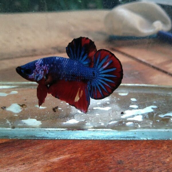 Resep Pakan Racikan Untuk Menjaga Stamina Indukan Jantan