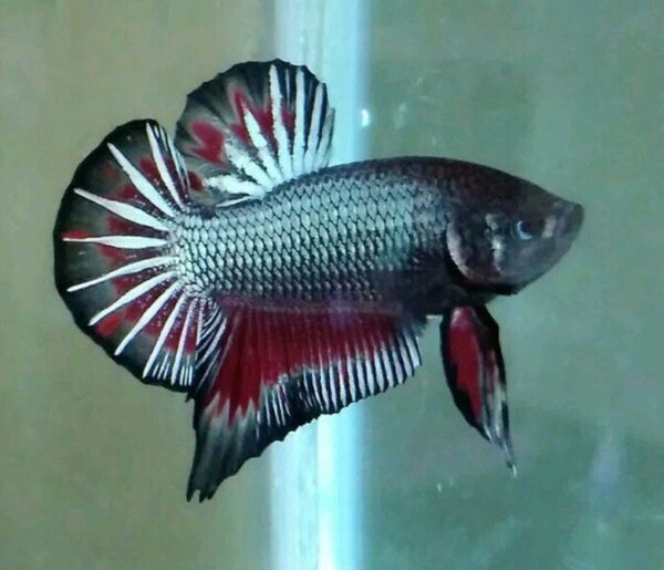 Solusi Mengatasi Indukan Betina Yang Galak Dan Menghancurkan Sarang