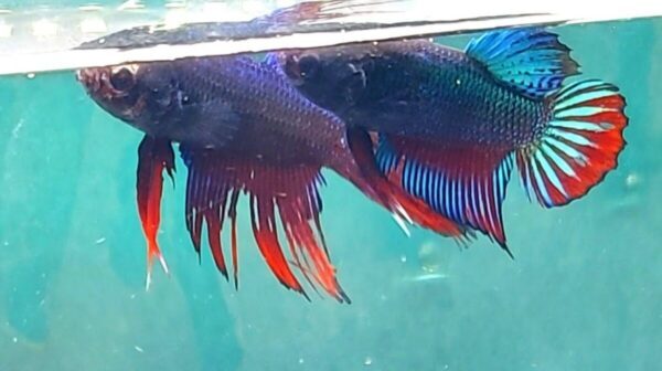 Tanda-Tanda Indukan Jantan Dan Betina Siap Untuk Dijodohkan