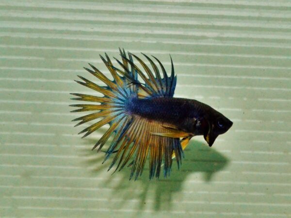 Tanda-Tanda Indukan Jantan Sudah Membuat Sarang Busa (Bubble Nest)