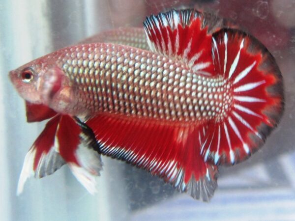 Tugas Indukan Jantan Cupang Setelah Proses Pemijahan Selesai