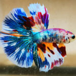 50+ Jenis Warna Ikan Cupang Fancy Motif Minimalis