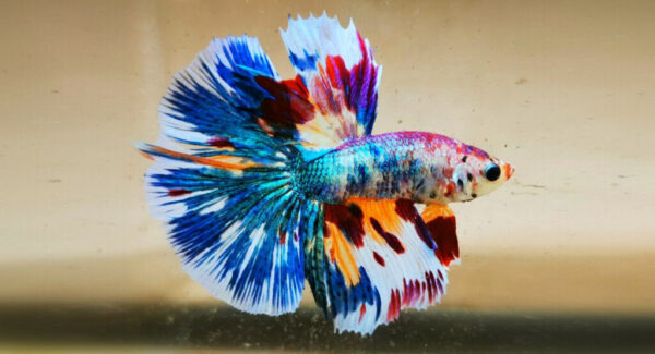 Memahami Dasar Genetika Warna Ikan Cupang (Basic Color Breeding)