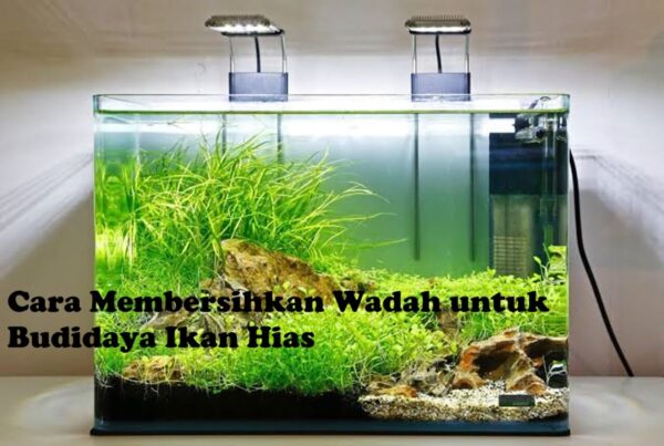 Cara Membersihkan Wadah Burayak Tanpa Menyedot Anakan Ikan