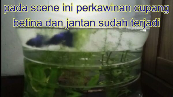 Studi Kasus Breeding Gagal Total, Apa Yang Harus Dievaluasi?