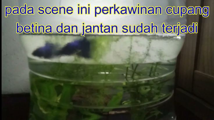 5 Minuman yang Boleh dan Tidak Boleh Dikonsumsi Penderita Diabetes ...