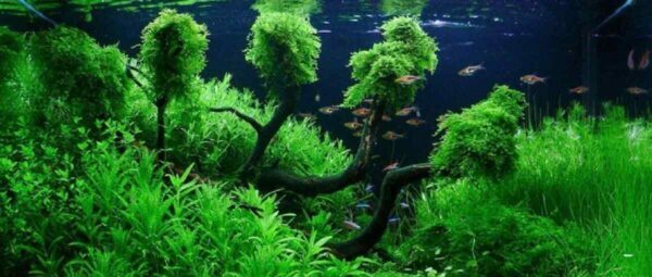 Kapan Harus Mengangkat Indukan Betina Dari Akuarium Pijah?