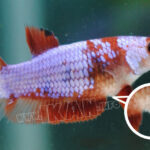 Cara Budidaya Ikan Cupang Untuk Pemula, Pasti Berhasil