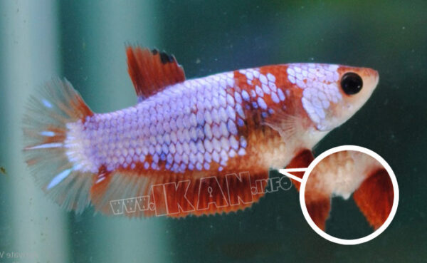 Menentukan Ketinggian Air Yang Tepat Untuk Pemijahan Ikan Cupang