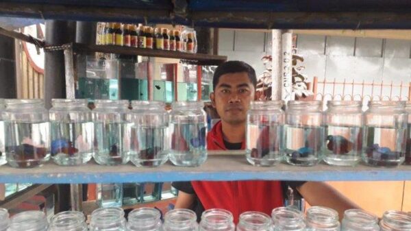 Menghitung Biaya Dan Potensi Keuntungan Bisnis Ternak Ikan Cupang