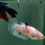 Jual ikan cupang betina full telur ikan sesuai dengan foto di Seller ...