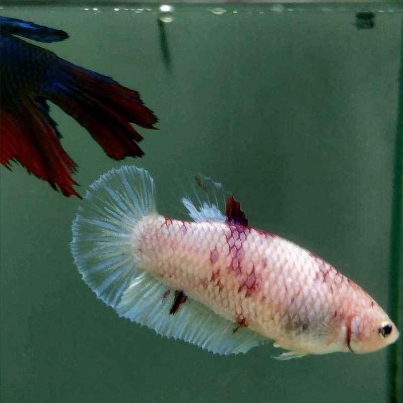 Jual ikan cupang betina full telur ikan sesuai dengan foto di Seller ... Jual ikan cupang betina full telur ikan sesuai dengan foto di Seller ...