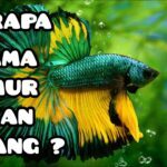 Berapa Lama Umur Ikan Cupang ? - YouTube