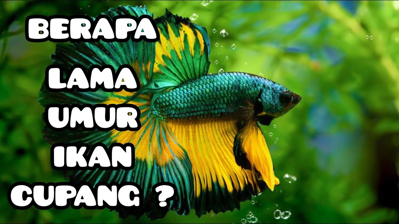 Berapa Lama Umur Ikan Cupang ? - YouTube Berapa Lama Umur Ikan Cupang ? - YouTube