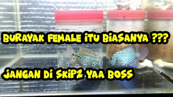Kapan Burayak Jantan Dan Betina Bisa Dibedakan Jenis Kelaminnya?
