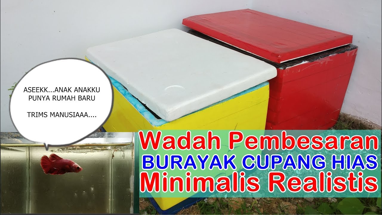 Cara Memindahkan Burayak Cupang ke Bak Pembesaran - YouTube Cara Memindahkan Burayak Cupang ke Bak Pembesaran - YouTube