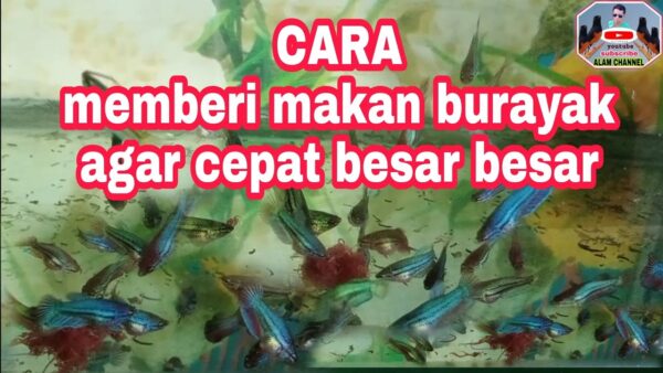 Tips Mempercepat Pertumbuhan Burayak Ikan Cupang Agar Cepat Besar