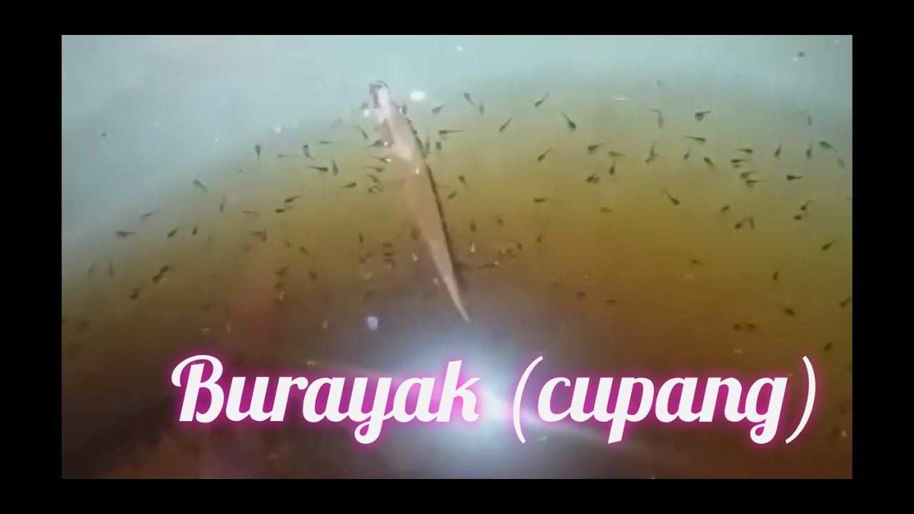 Kapan Burayak Ikan Cupang Airnya Diganti?? - YouTube