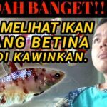 CIRI IKAN CUPANG BETINA YANG SIAP KAWIN - YouTube