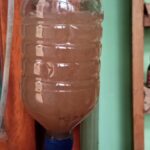 Cara Kultur Artemia untuk Pakan Burayak Ikan | Dijamin berhasil, WAJIB ...