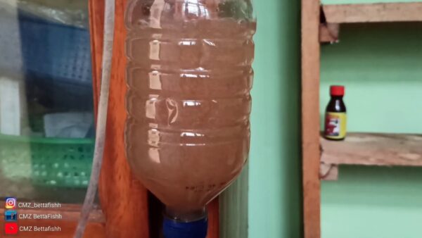 Panduan Lengkap Cara Kultur Artemia Untuk Pakan Burayak