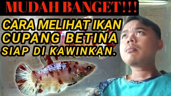 Panduan Memilih Indukan Betina Cupang Yang Siap Kawin (Full Telur)