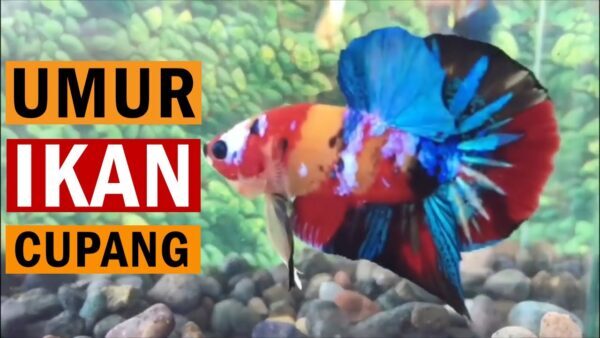 Berapa Lama Proses Penjodohan Ikan Cupang Sebelum Disatukan?