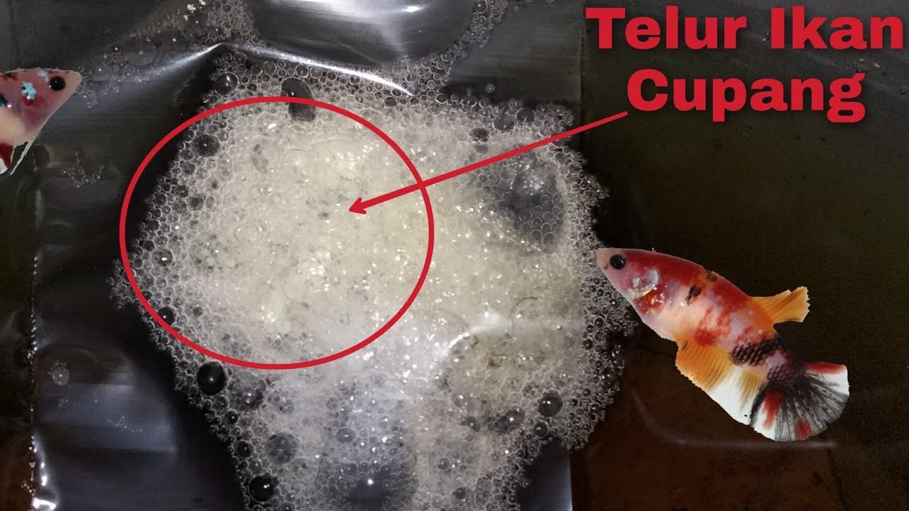 3 Cara Melihat Telur Ikan Cupang: Panduan Lengkap – Informasi Ikan Cupang