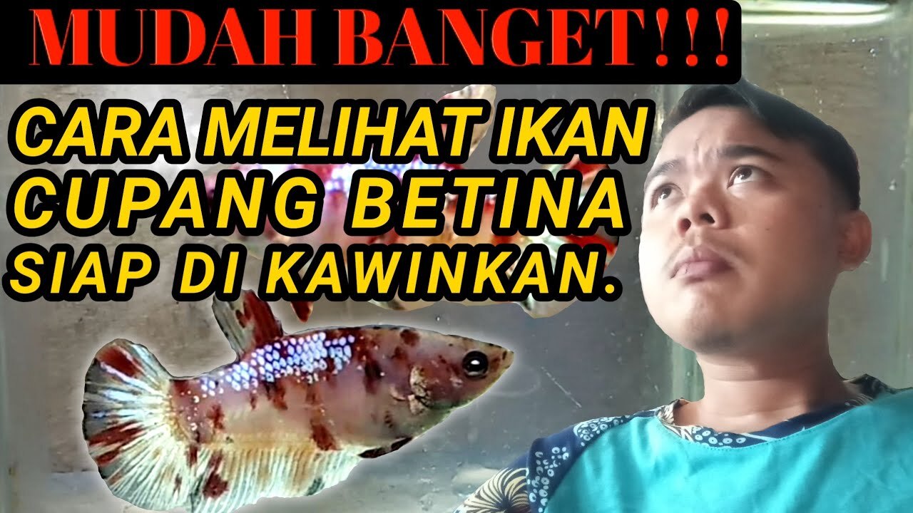 CIRI IKAN CUPANG BETINA YANG SIAP KAWIN - YouTube CIRI IKAN CUPANG BETINA YANG SIAP KAWIN - YouTube