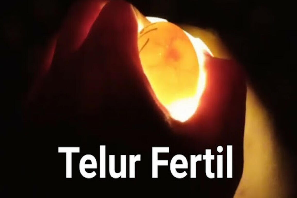 Cek Kesuburan Telur Merpati (Fertil atau Infertil) | MerpatiID Cek Kesuburan Telur Merpati (Fertil atau Infertil) | MerpatiID