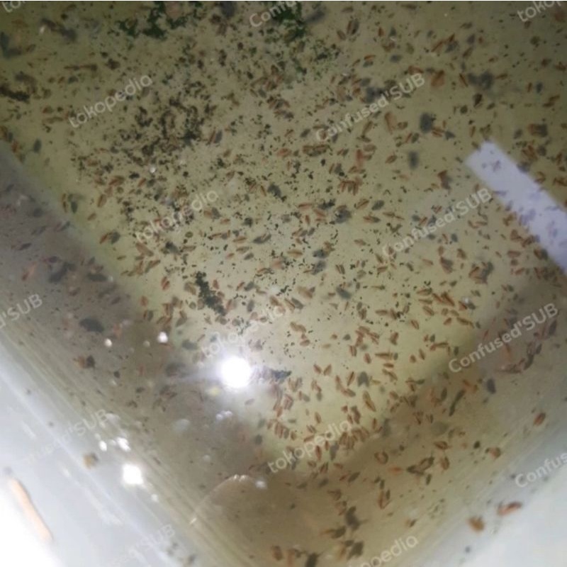 Jual Kutu air raksasa Daphnia Magna || Pakan Ikan Hias || Kutir ... Jual Kutu air raksasa Daphnia Magna || Pakan Ikan Hias || Kutir ...